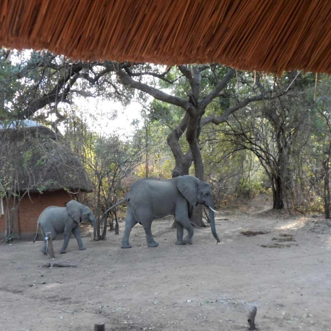 Individualreisen-Afrika-Sambia-Elefanten