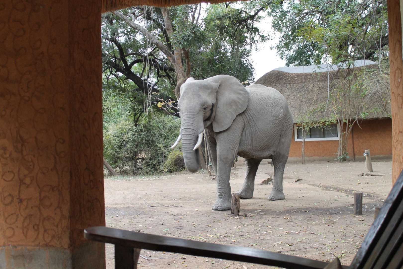 Elefanten hautnah erleben Sambia