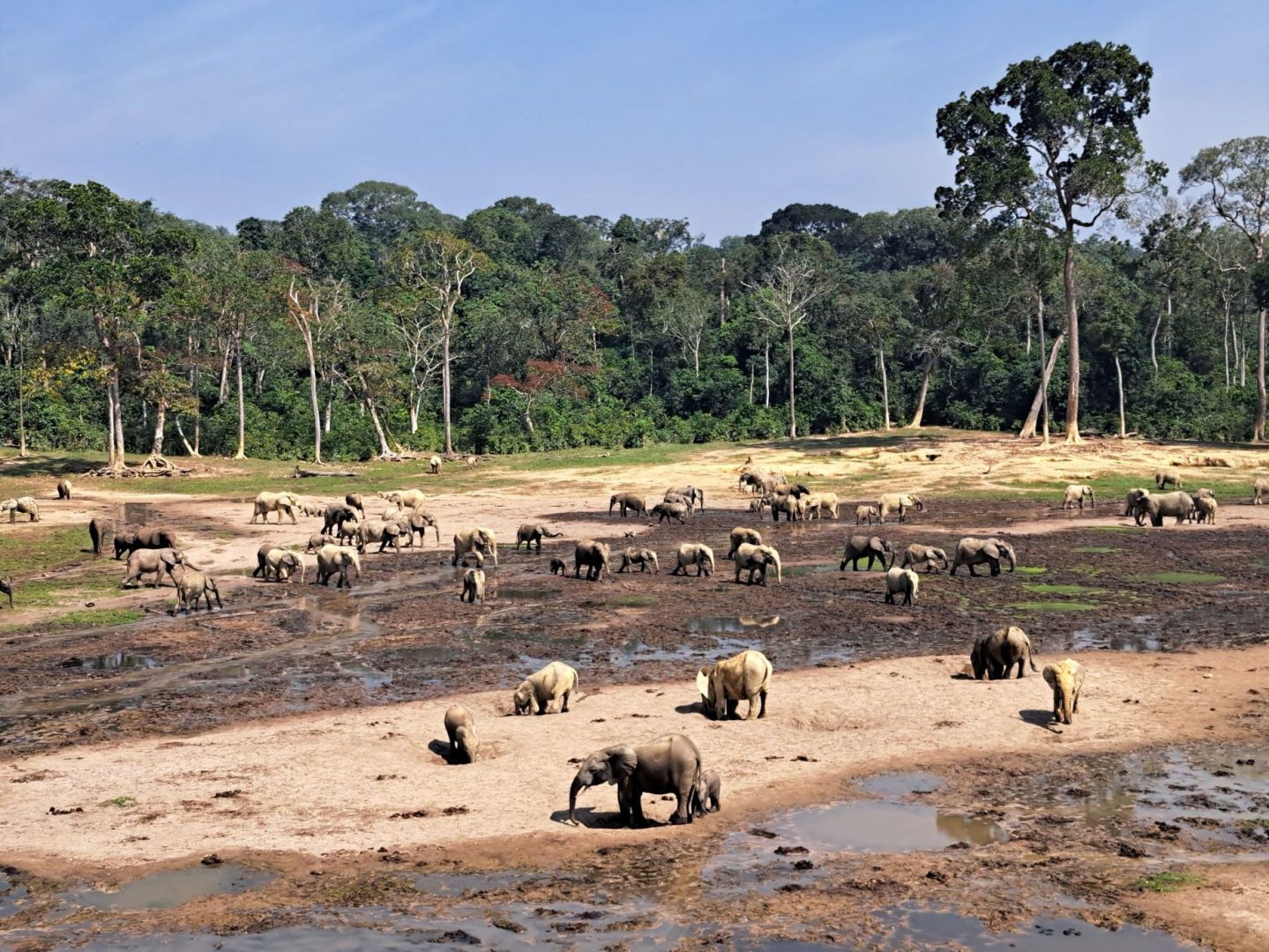 abenteuerreise-afrika-dzangha-bai-elefanten