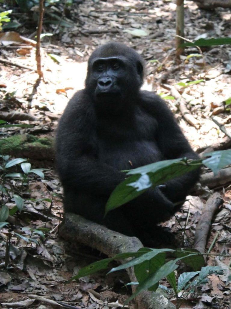 Abenteuerreisen-Dzanga-Sangha-Gorilla-Dame