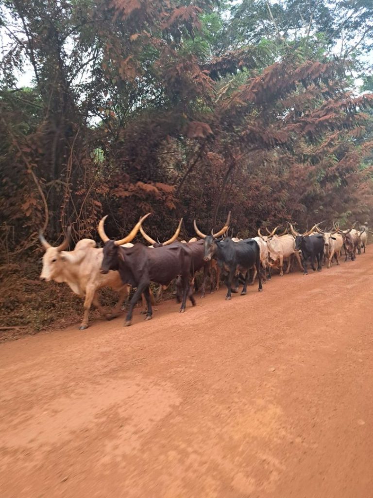 Abenteuerreisen-Kamerun-Long-Horn-Rinder