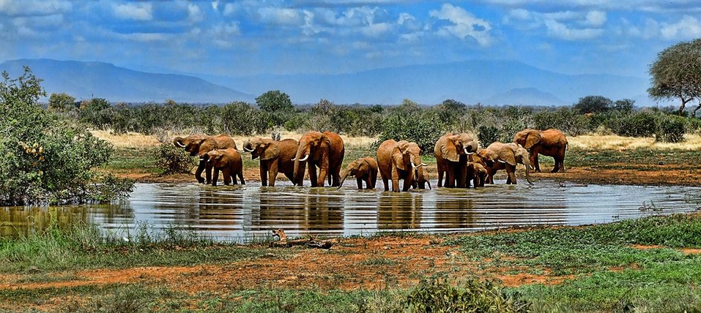 individualreisen-suedafrika_elefanten-wasserstelle