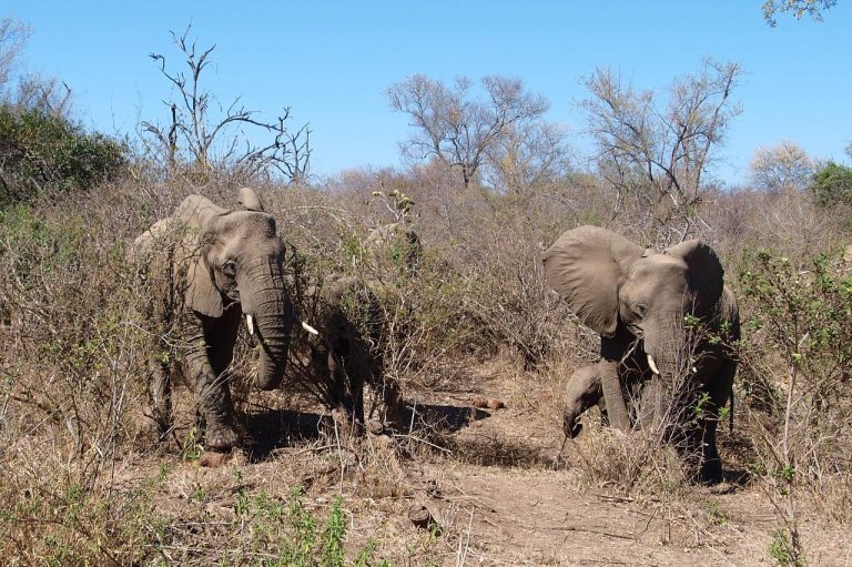 individualreisen-suedafrika_kruger_nationalpark_elefanten