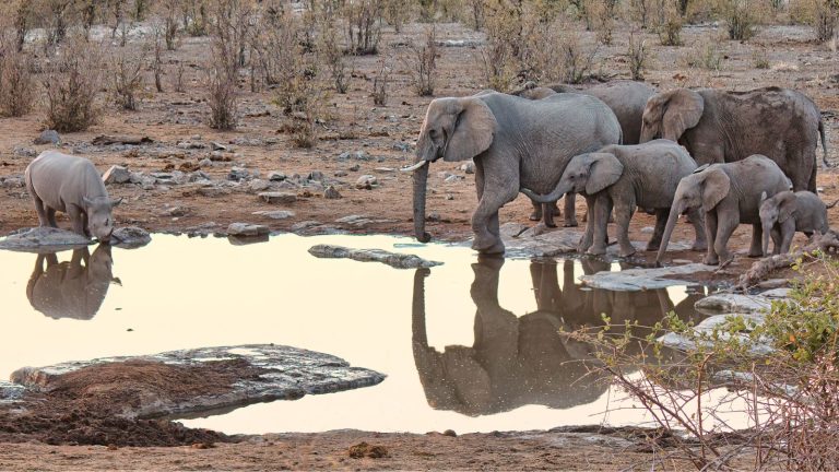 Individualreisen-Namibia-Etosha-Elefanten