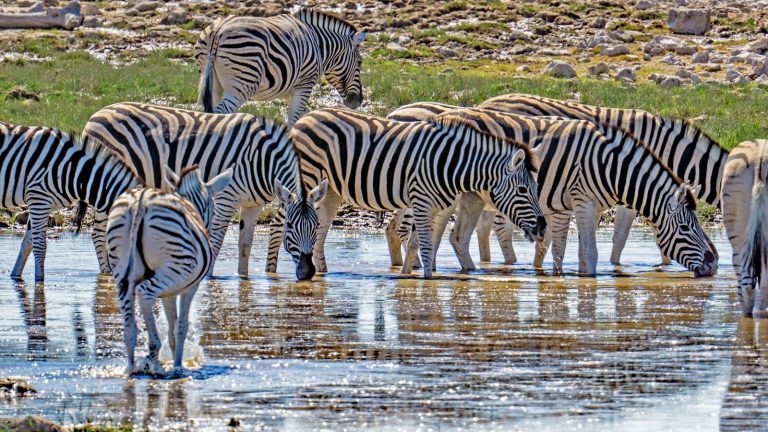 Individualreisen-Namibia-Etosha-Zebras