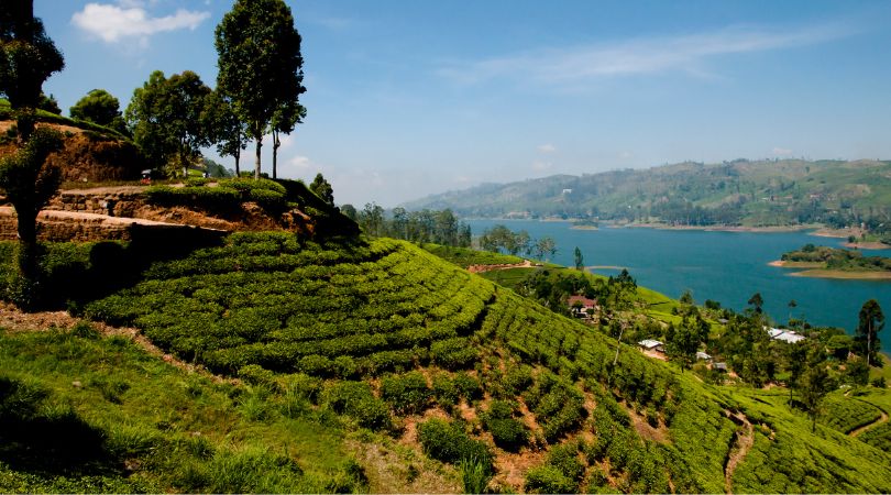 Individualreisen-Sri-Lanka-Teeplantage-1