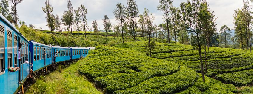 Individualreisen-Sri-Lanka-Teeplantagen