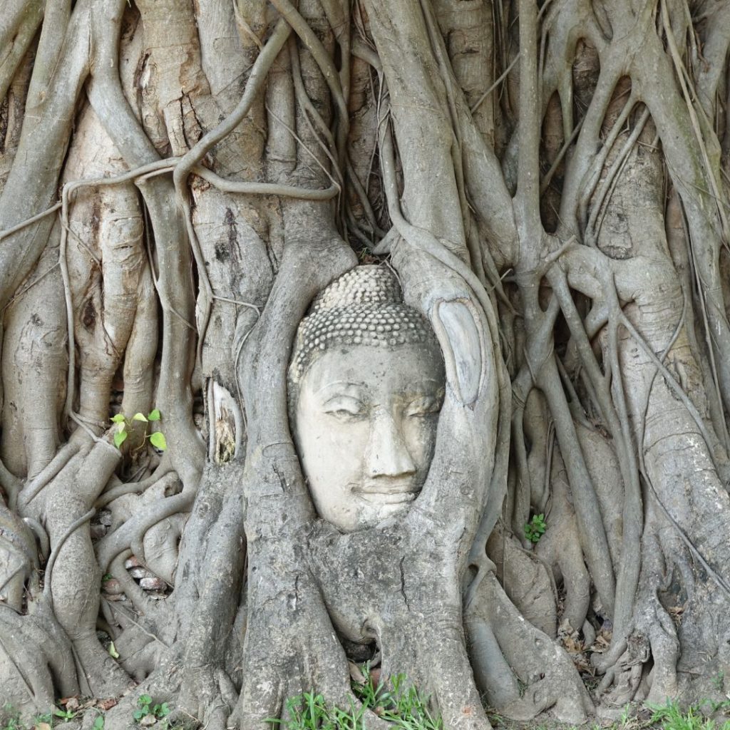 Individualreisen-Thailand-Buddha-Baum