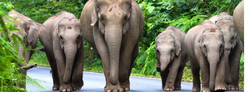 Individualreisen-Thailand-Elefanten